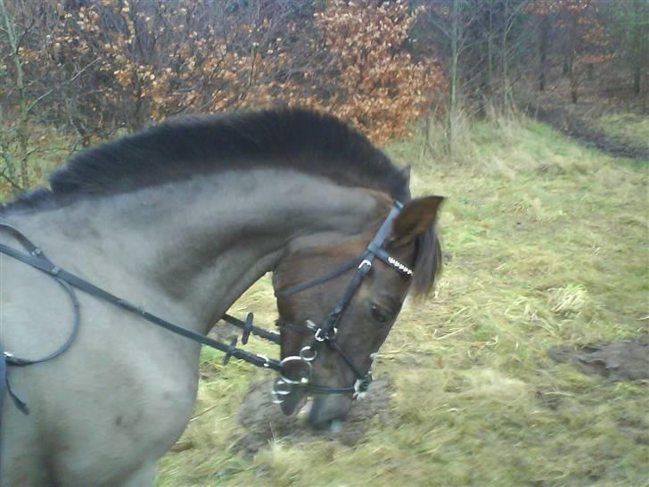 Hollandsk Sportspony Chico :* <3 billede 11