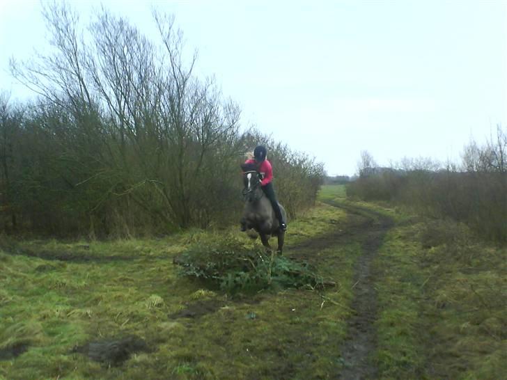 Hollandsk Sportspony Chico :* <3 billede 12