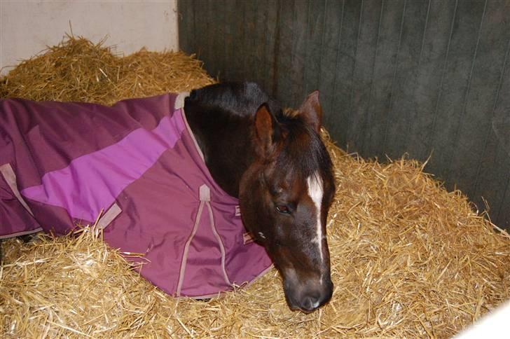 Hollandsk Sportspony Chico :* <3 billede 14