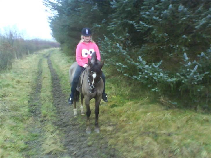 Hollandsk Sportspony Chico :* <3 billede 15