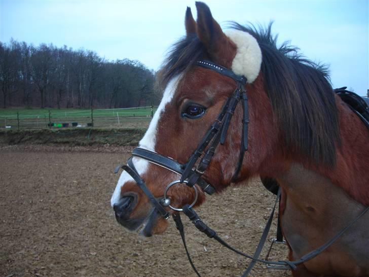 Anden særlig race Lucy<3Aflivet&savnet<3 - Lucy<3; 10-01-09 billede 17