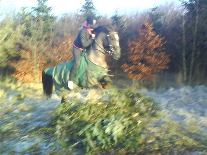 Hollandsk Sportspony Chico :* <3 billede 16