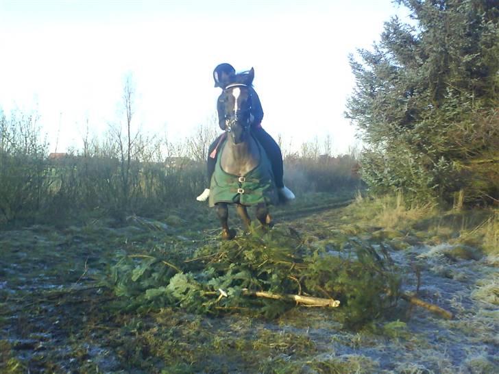 Hollandsk Sportspony Chico :* <3 billede 17