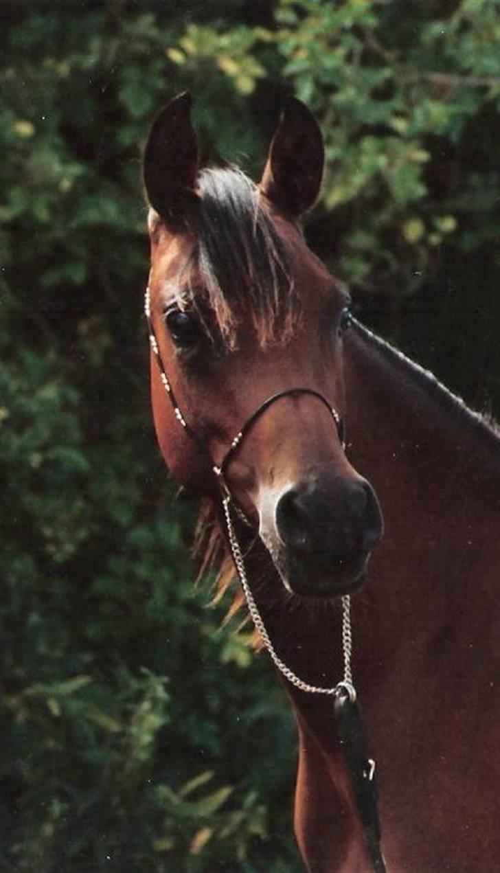 Arabisk fuldblod (OX) Marcijawa ox 3626 billede 13