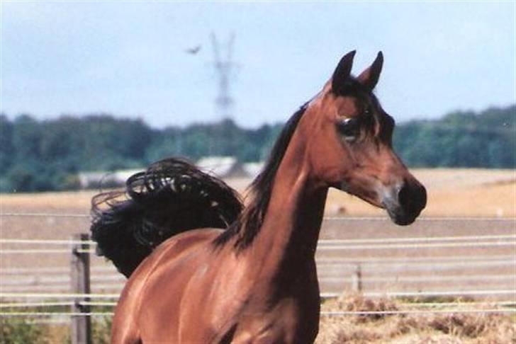 Arabisk fuldblod (OX) Marcijawa ox 3626 billede 14