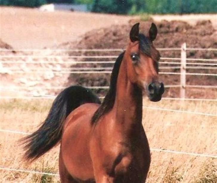 Arabisk fuldblod (OX) Marcijawa ox 3626 billede 15