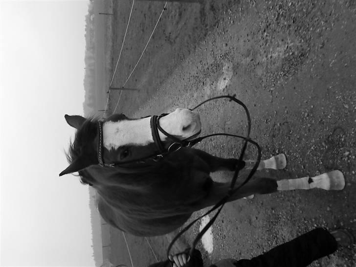 Anden særlig race Smukke billede 5