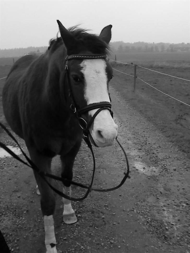 Anden særlig race Smukke billede 6