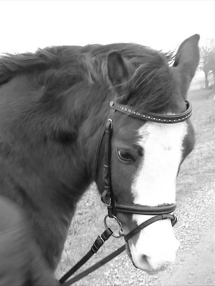 Anden særlig race Smukke - han er da en dejlig en:D billede 7