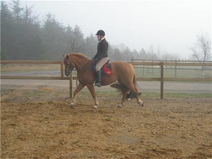 DSP Miss Buterfly *SOLGT* - Dressur på Missy - Januar 09 - Se lige en udvikling...!!!! billede 8