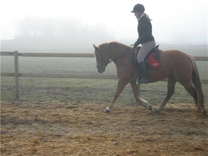 DSP Miss Buterfly *SOLGT* - Dressur på Missy - Januar 09  billede 9