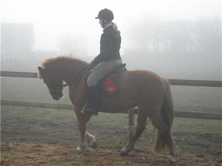 DSP Miss Buterfly *SOLGT* - Dressur på Missy - Januar 09  billede 10