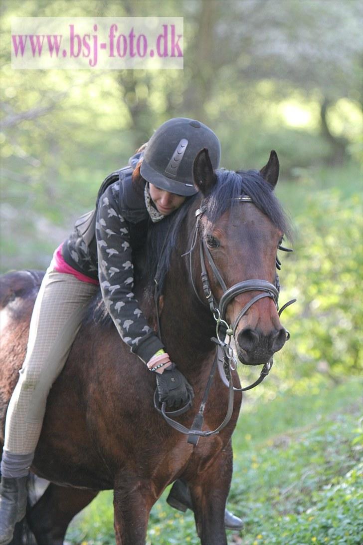 Anden særlig race | Kirstinelunds Charmeur  - # 1 - velkommen til pølse´s profil! jeg elsker dig pony! :* foto: brian sølvsten. billede 1