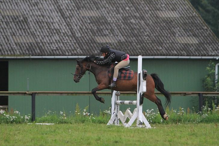 Anden særlig race | Kirstinelunds Charmeur  - # 2 - den pony betyder alt for mig! foto: brian sølvsten. billede 2