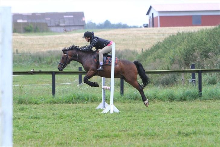 Anden særlig race | Kirstinelunds Charmeur  - # 4 - åh, charmuer jeg elsker dig. foto: brian sølvsten. billede 4