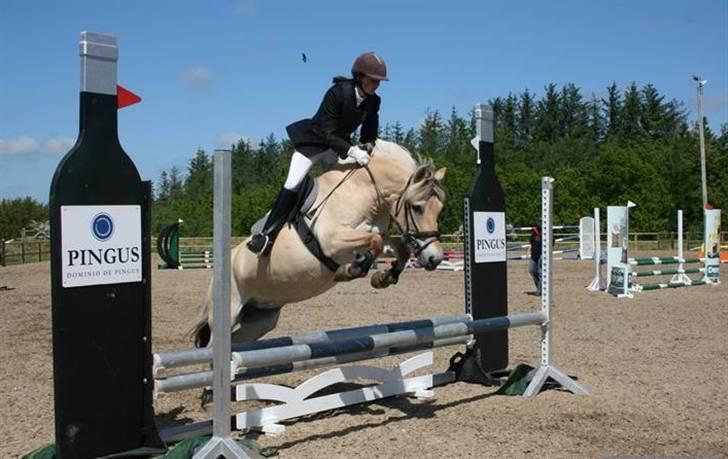 Fjordhest Bianka Kongehøj  - på fold billede 20