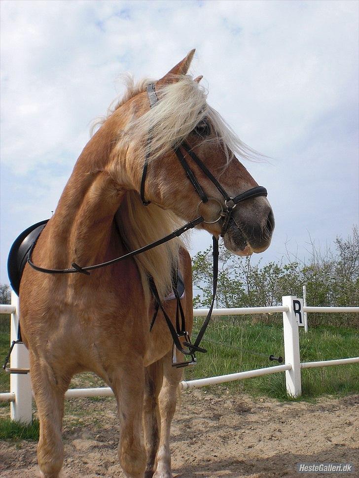 Haflinger Wonder Brohus <3 billede 5