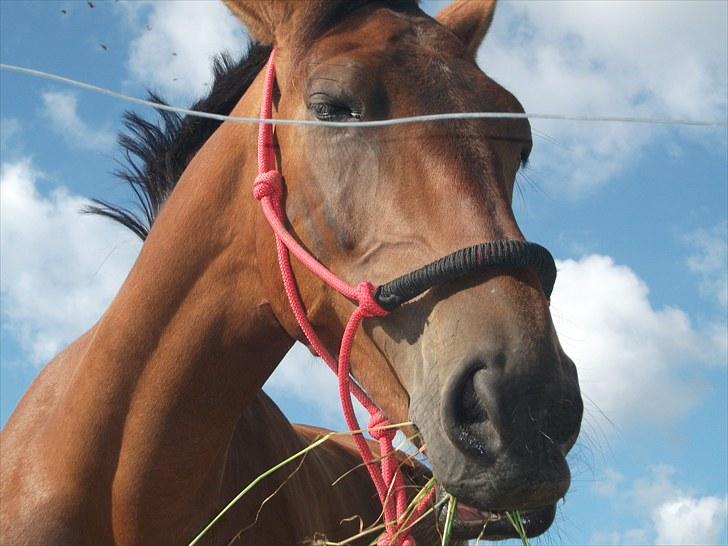 Knabstrupper Bianca - 1# Velkommen til Biancas profil :-) - You are my song, when there is no song to play.. Foto: JGM juli 2010. billede 1