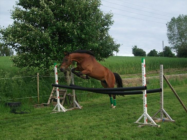 Knabstrupper Bianca - 3# Hun kan sq godt løfte fussrene. ;b <3  Foto: Far 16/6 2010. billede 3