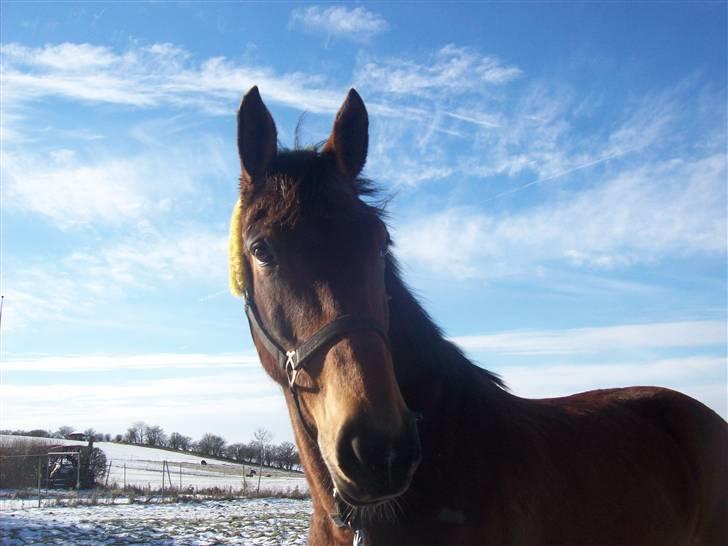 Knabstrupper Bianca - 4# You are sweet, you are kind, you are always on my mind.. *-: Foto: JGM 2009. billede 4