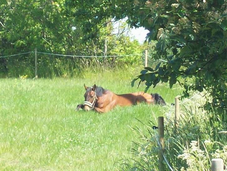 Knabstrupper Bianca - 6# Ja... Selv om man er træt, kan man da godt spise :b Foto: JGM 2009. billede 6