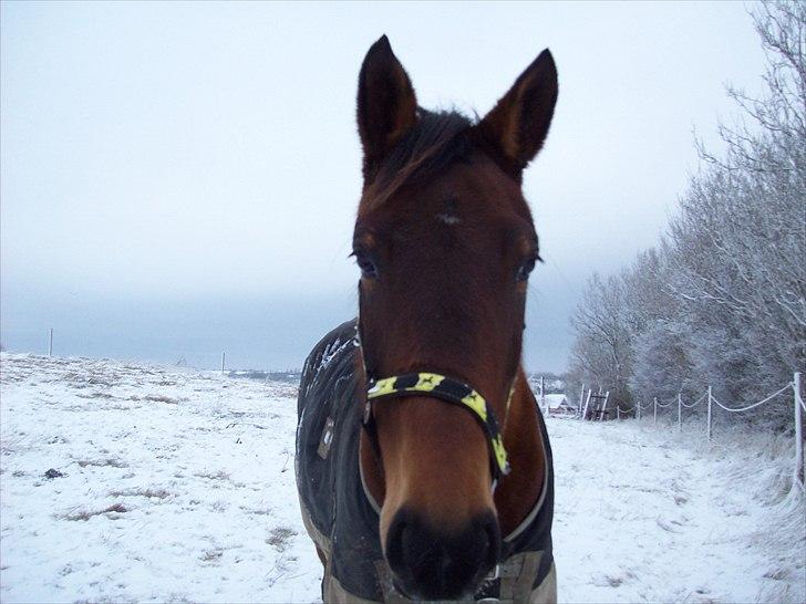 Knabstrupper Bianca - 7# "Uhhh!"  - Nysgerig har du altid været! :-D Foto: JGM december 2010. billede 7