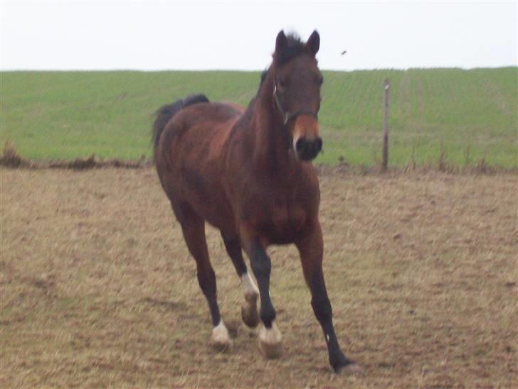 Knabstrupper Bianca - 8# Rigtige venner bedømmes ikke ud fra kvantitet, men ud fra kvaliteten indeni.. Foto: JGM 2009. billede 8