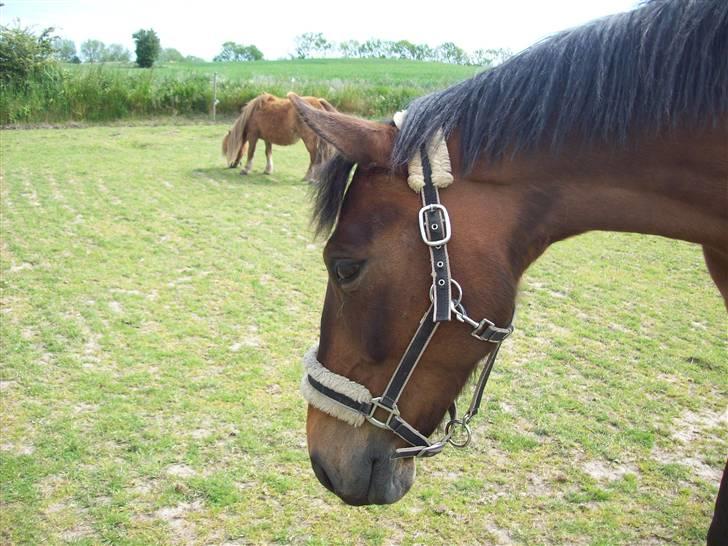 Knabstrupper Bianca - 11# She is beautyfull in my eyes! Foto: JGM 2009. billede 11