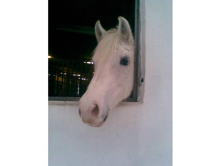 {{currentPhoto.altText}} billede {{currentPhoto.number}}