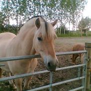 Fjordhest Buller