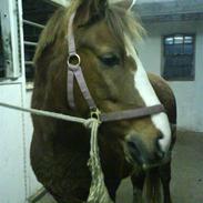 Welsh Pony af Cob-type (sec C) | Hannibal  | *Savle* <33