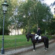 Hollandsk Sportspony Moonlight *solgt*