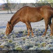 Welsh Pony (sec B) Keilkær`s Zerlina