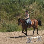 Connemara Cassidy - SOLGT