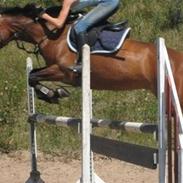 Connemara Cassidy - SOLGT