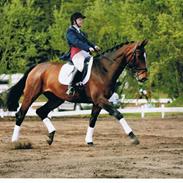 Dansk Varmblod Ågaards May