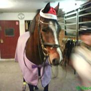 Welsh Pony af Cob-type (sec C) Anjershof Romance