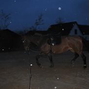 Dansk Varmblod Ågaards May