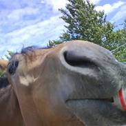 New Forest Skovlundegårds La Bella  [Tidl. part.]