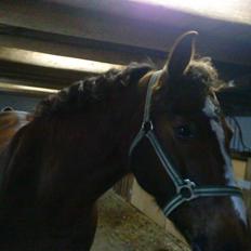 Anden særlig race Nynne (halvpart)  TIDER:/