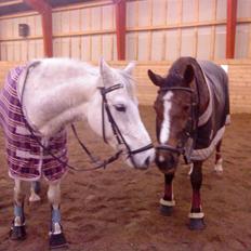 Anden særlig race Nynne (halvpart)  TIDER:/