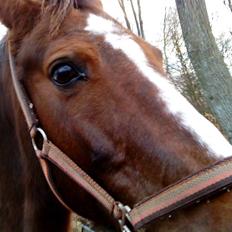 Anden særlig race Nynne (halvpart)  TIDER:/