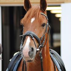 Frederiksborg Rigel af Vestergård