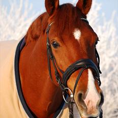 Frederiksborg Rigel af Vestergård
