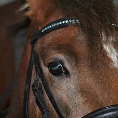 New Forest Chappy - Solgt&Savnet! <3