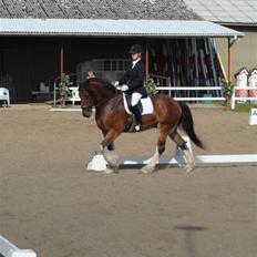 Anden særlig race Thomas O'Malley