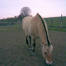 Fjordhest Runa Godthåb *solgt*