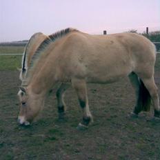 Fjordhest Runa Godthåb *solgt*