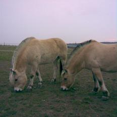 Fjordhest Runa Godthåb *solgt*