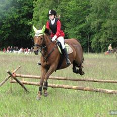 Dansk Varmblod Kaiser <33 (Solgt ;'/)